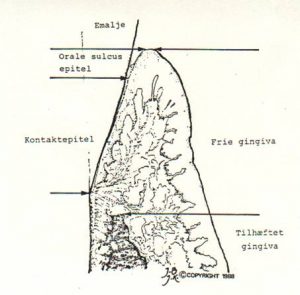 Tværsnit af tandkødslomme. Kontaktepitel mellem pile til venstre.
© Tandlæge Jakob Kihl | Lyngby