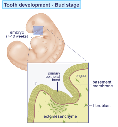 Knopstadiet